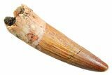 Fossil Spinosaurus Tooth - Real Dinosaur Tooth #362910-1